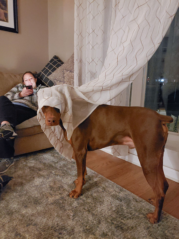 It's Hard To Tell But Yes, My Dog Is Hiding Somewhere In This Photo