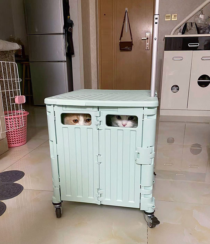 They Are Playing Hide And Seek