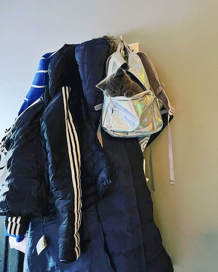 We’ve Let Kiki Have Free Rein Of The Downstairs At Night Time Now. 7 Am Is Breakfast Time, 7:30 Am And Still No Sign Of Kiki. Must’ve Walked Past Her Several Times