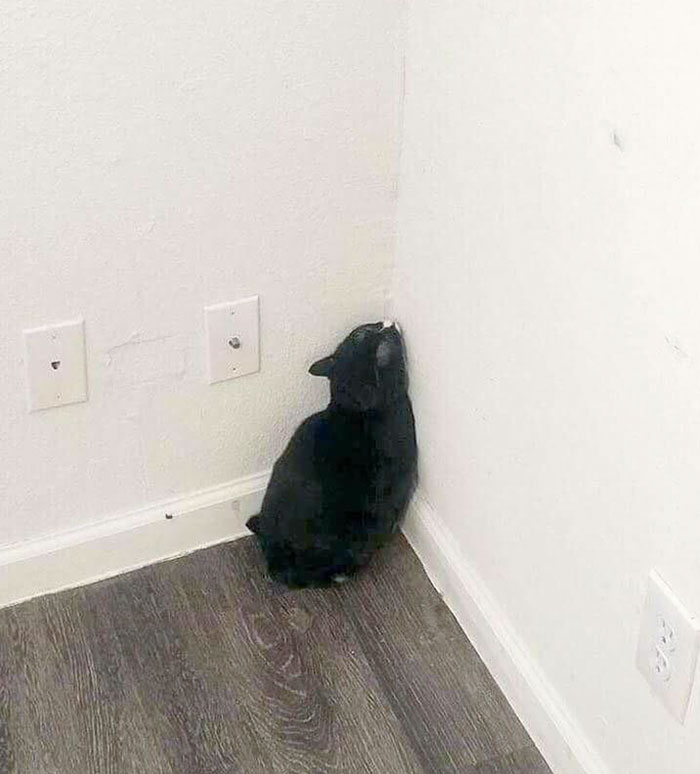 We Moved Out All The Furniture, And Now There's No Place For Her To Hide