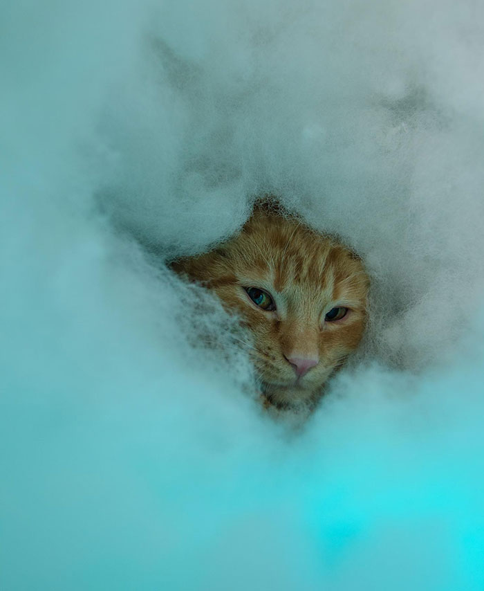 I'm A Shelter Photographer And This Kitten Was Not A Big Fan Of My Camera. This Was Her Idea Of "Hiding"