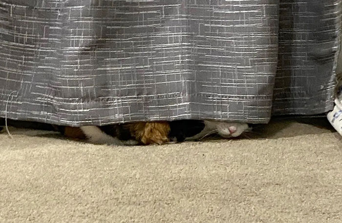 Hide And Seek World Champion 2022