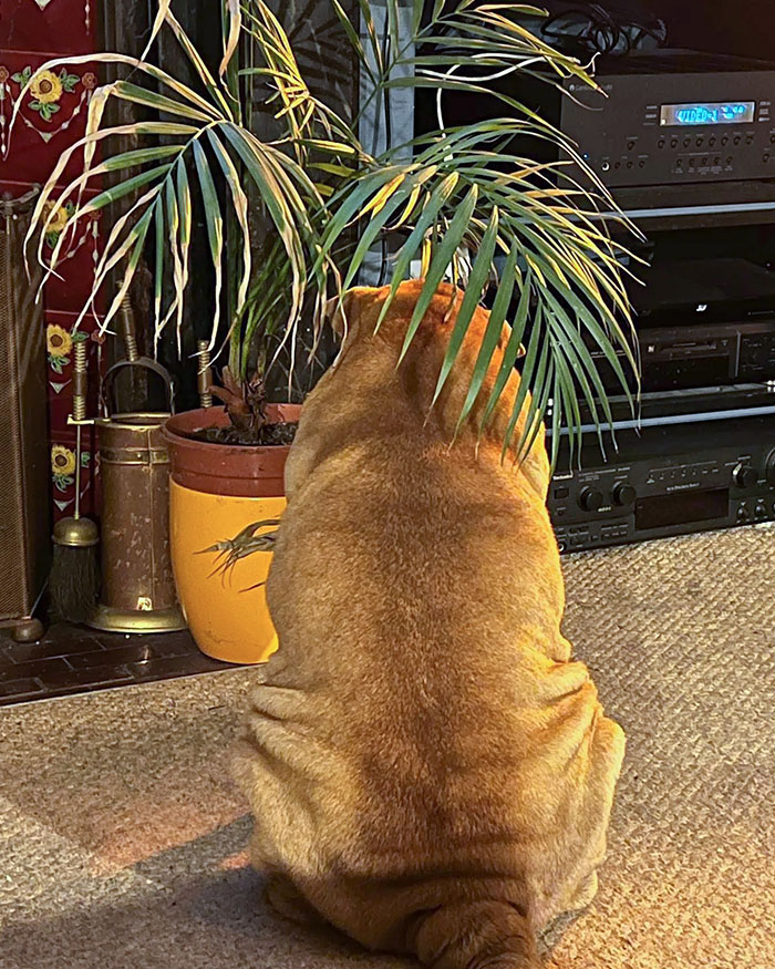 Playing Hide And Seek. If I Can’t See You, You Can’t See Me