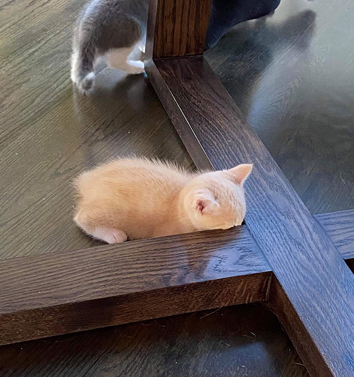 Simba Doesn't Quite Get Hide And Seek Yet