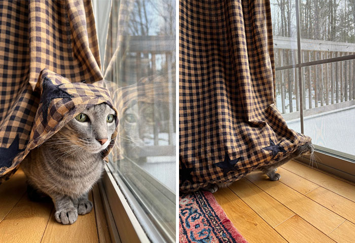 This Is My Mom’s Cat. I Think She’s Beautiful. She Hides From Birds