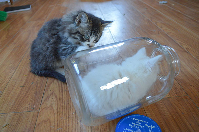 My Kitten Likes To "Hide" In This Jar, And Her Brother Is Confused