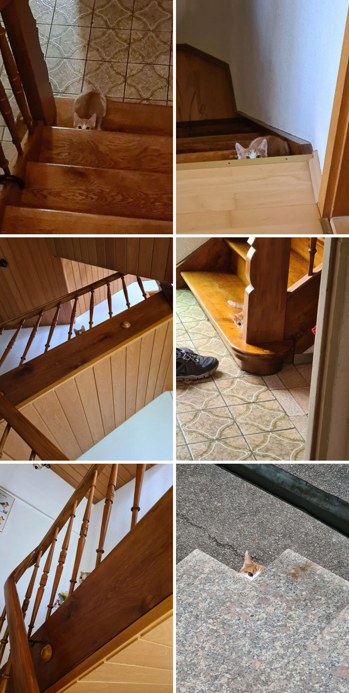 My Cat And His Incredible Hiding Skills