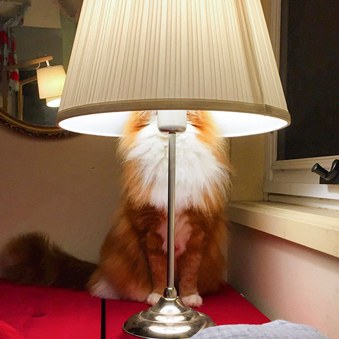 Hiding In Plain Light