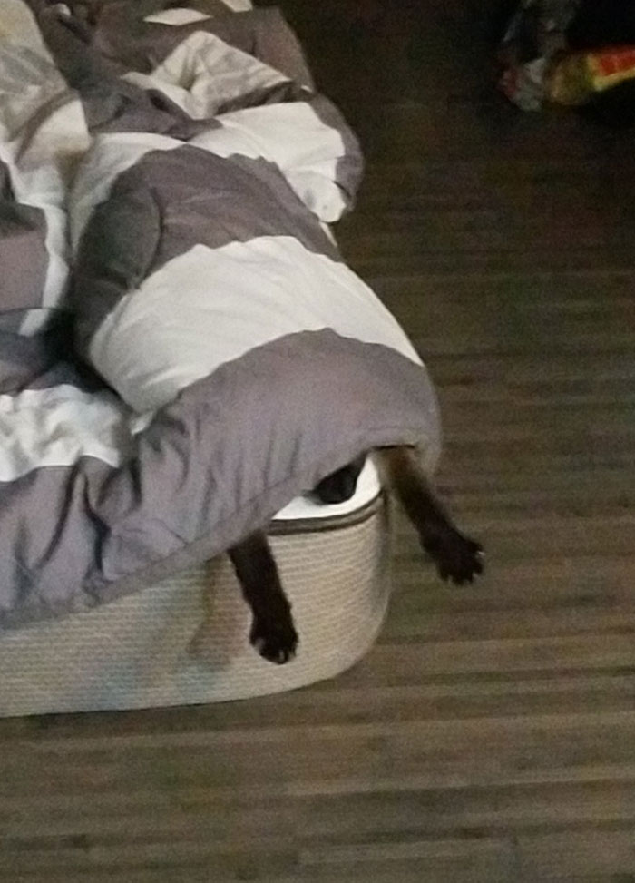 He Gets Nervous And Hides When New People Come Over. He Always Thinks We Can't See Him. I Will Never Let Him Think Otherwise