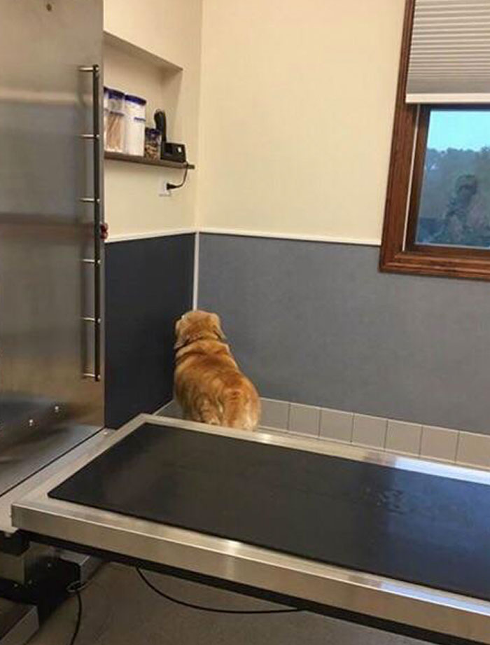 Jack's Strategy At The Vet: If I Can't See You You Can't See Me