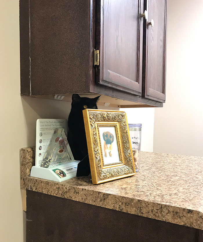 Trip To The Vet. She Thinks We Can’t See Her