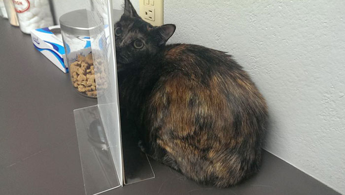 "If The Vet Can't See Me She Can't Give Me A Shot, Right Mom?" - Daphne