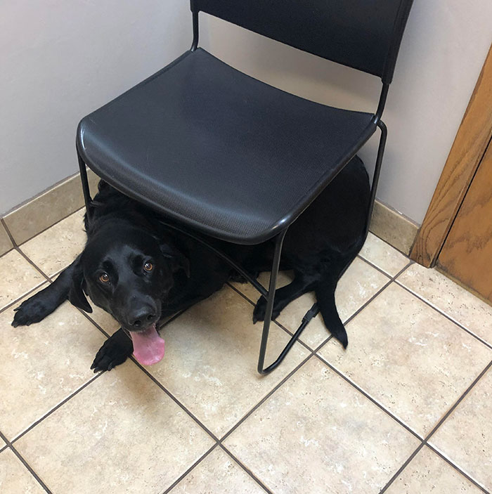 Oliver Hiding From The Vet