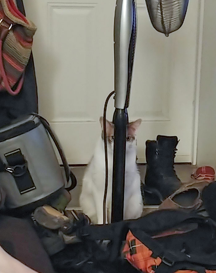 "If I Sits Very Still The Hooman Can't Sees Me"