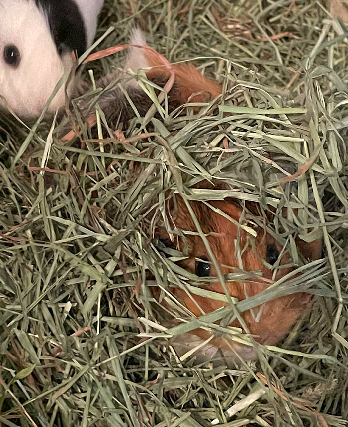 Piper Isn’t Very Good At Hiding