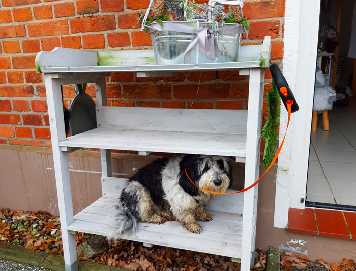 So We Went Out On A Walk. And When She Is Dirty After A Walk, She Has To Get A Shower. She Is Not A Huge Fan Of It. So While I Prepared The Shower She Decided To Hide