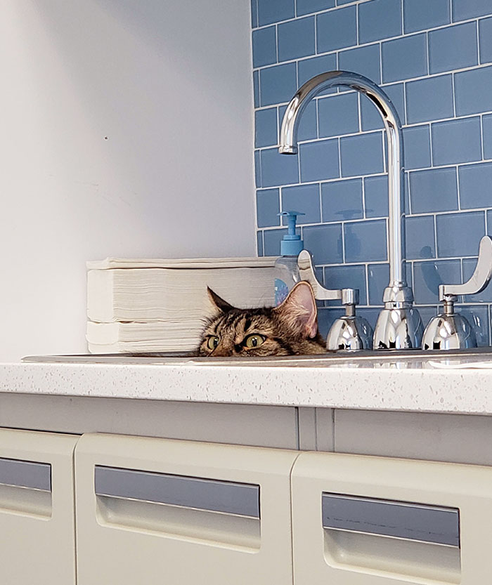 My Husband Took Our Cat To The Vet Today