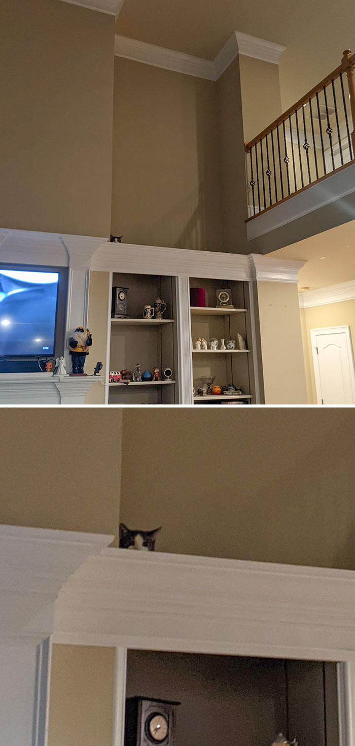 I Finally Figured Out Where Tank The Cat Has Been Hiding. I Only Saw Him Because A Bird Chirped On TV And He Stuck His Head Up Slightly. Who Sees Him?