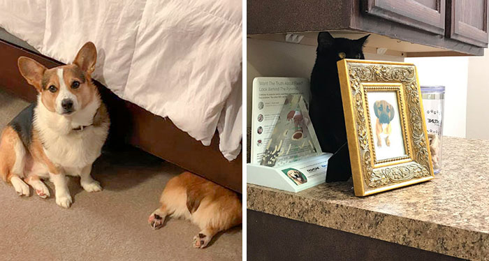 50 Pets Who Thought They Were Hiding, But Actually Weren’t