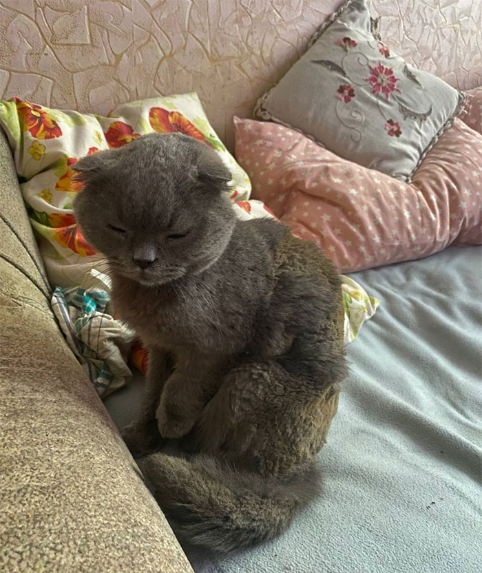 I Found This Cat After The Fire. A Rocket Hit A House Near Me (I Live In Ukraine), And This Cat Must Have Been There Because His Fur Is Burnt And He Has Problems With His Paw. I Am Now Looking For His Owners. Vet Clinics Do Not Work (Do Not Write Me About Them)i Take Care Of Him, Now He Looks Better