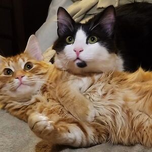 anandadestefano_1 avatar