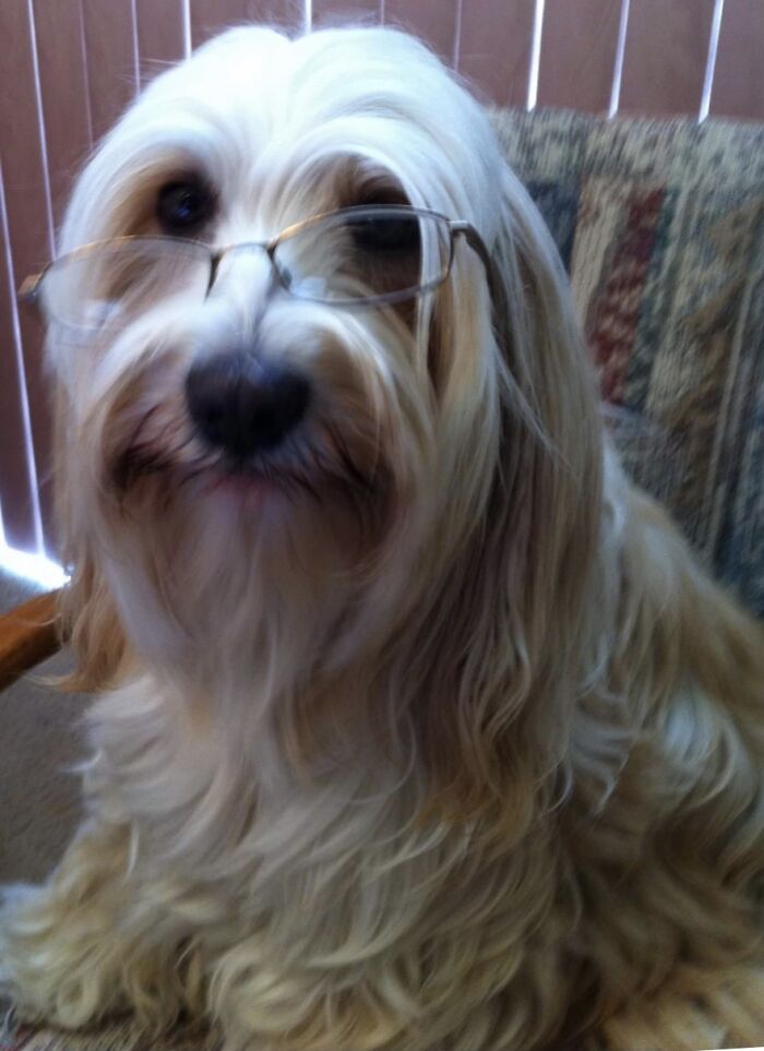 R. I. P. Maggie. She Loved Being A Therapy Dog And Was An Ok Secretary.