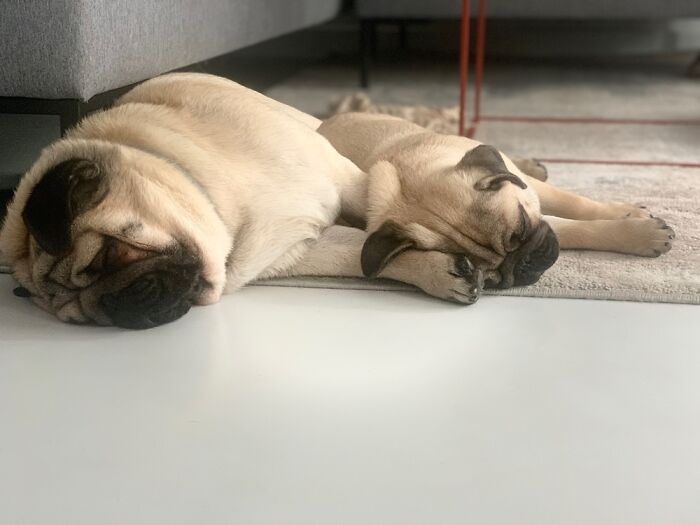 Big Brother And Baby Nacho 🐾