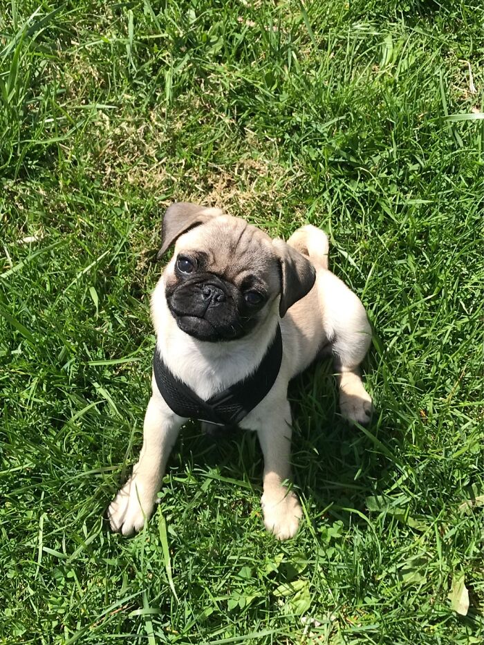 My Little Stormy When She Was Only 10 Weeks Old!