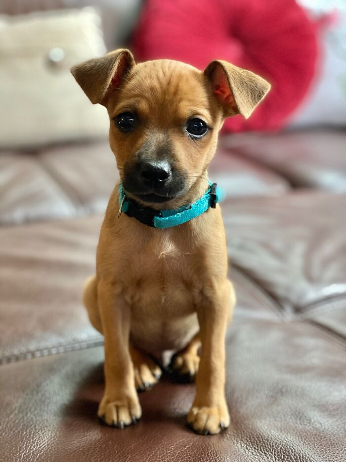 Peanut At 10 Weeks. He Was So Fast And Scrappy, I Took 147 Pics Just To Get This One.