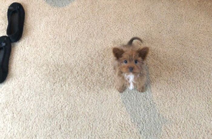 Little Baby Foxy Boi