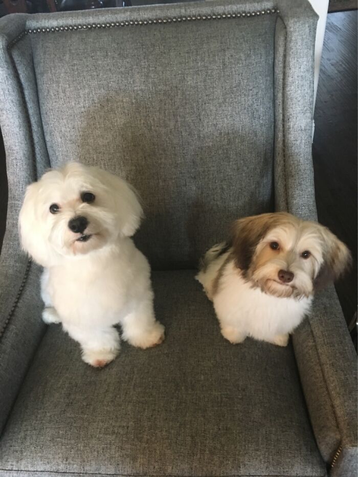 Ricky Ricardo & Lucy Mcgillicutty