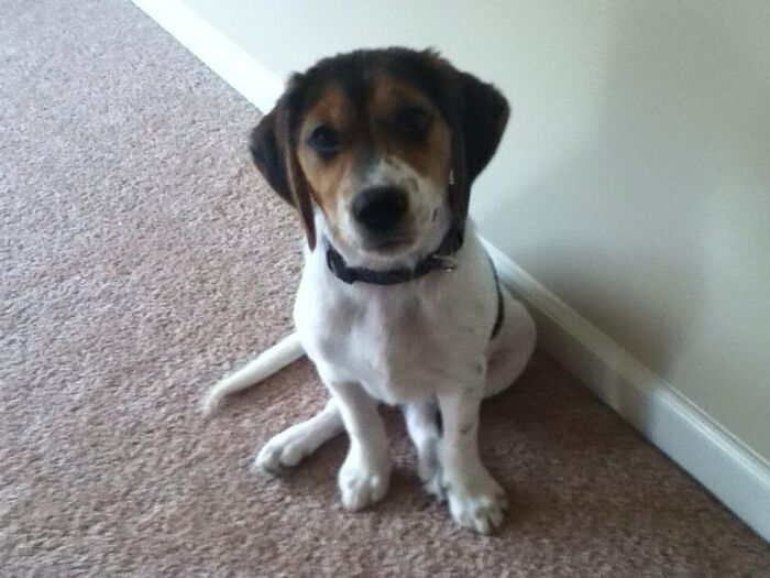 Bailey (In Remembrance)