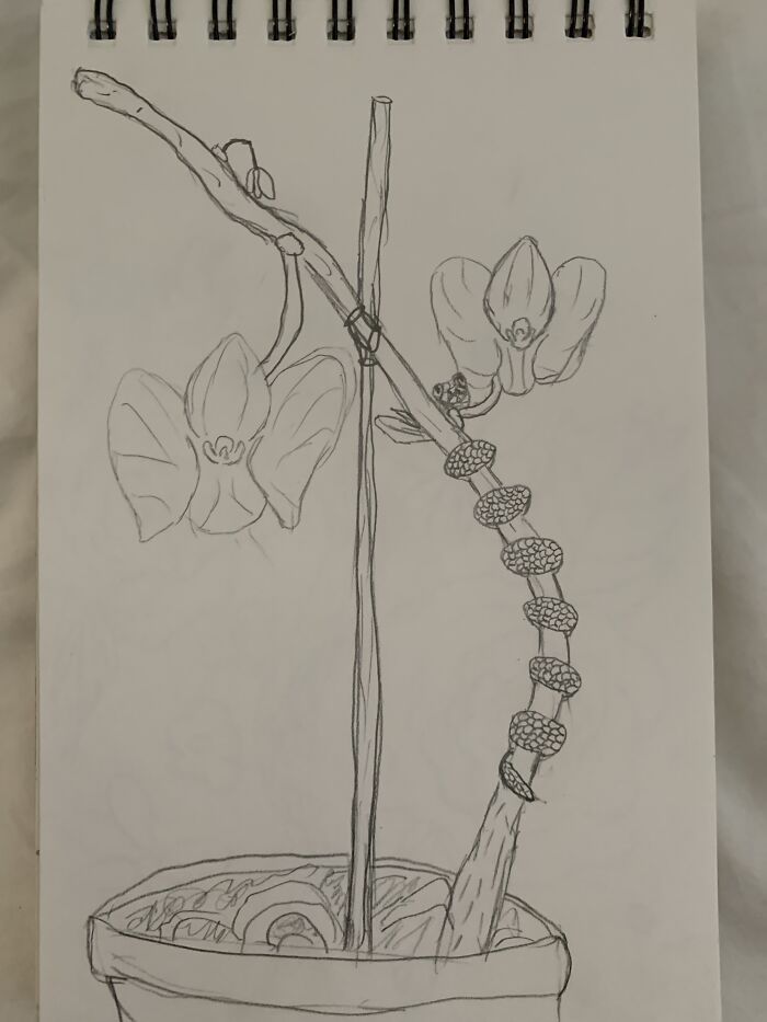 Lil Snek On An Orchid