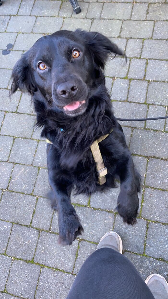 He Knows I Have Treats And He Wants One 😎😎