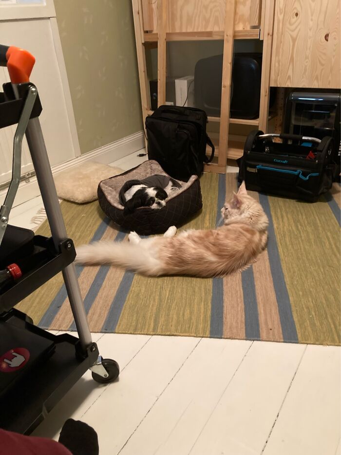 Just Chilling With My Dog