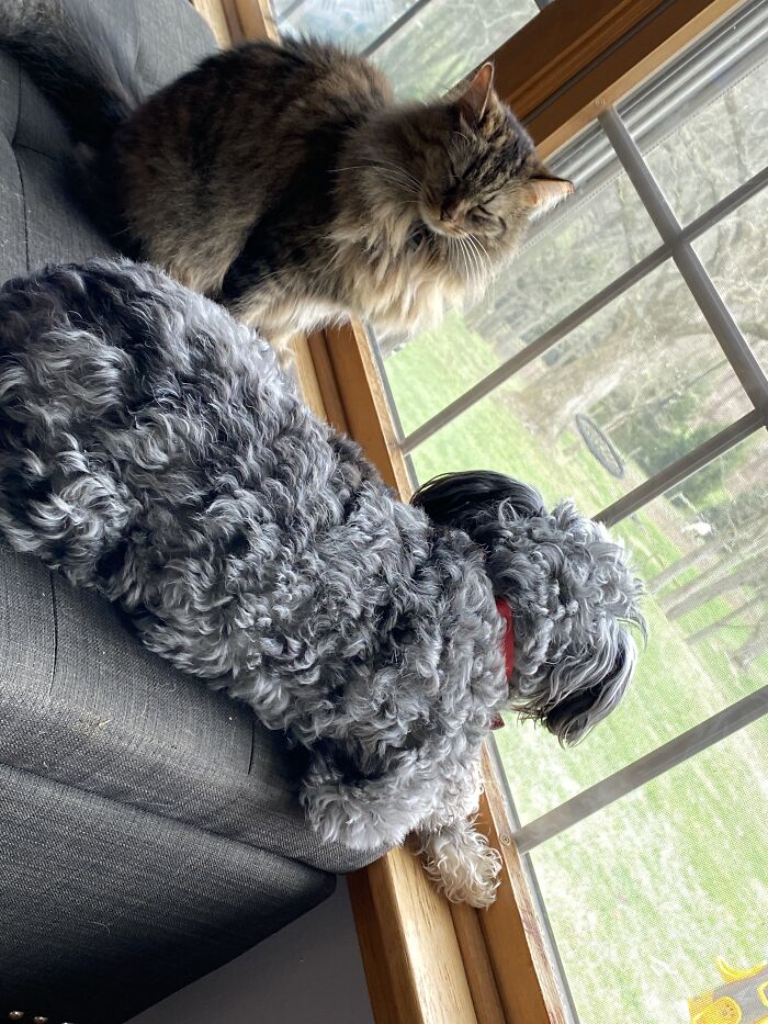 Marshmallow And Dixie