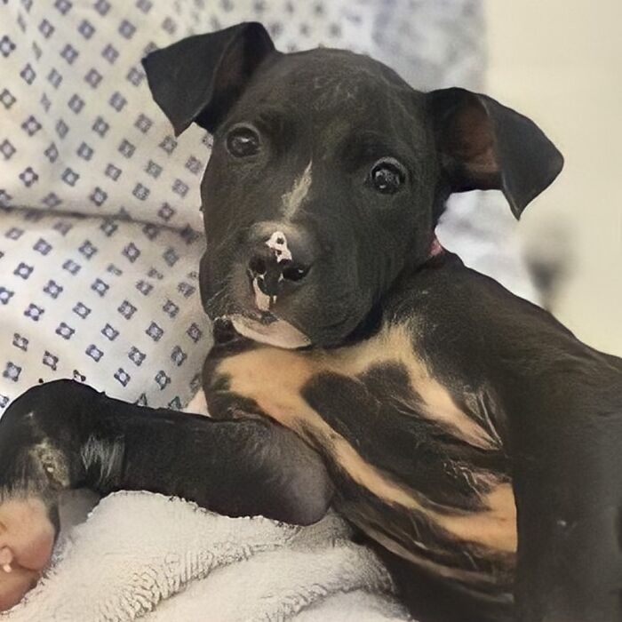 My Puppy, Cupcake! She’s Almost 1 Now, This Photo Was Taken Around 2 Months.❤️