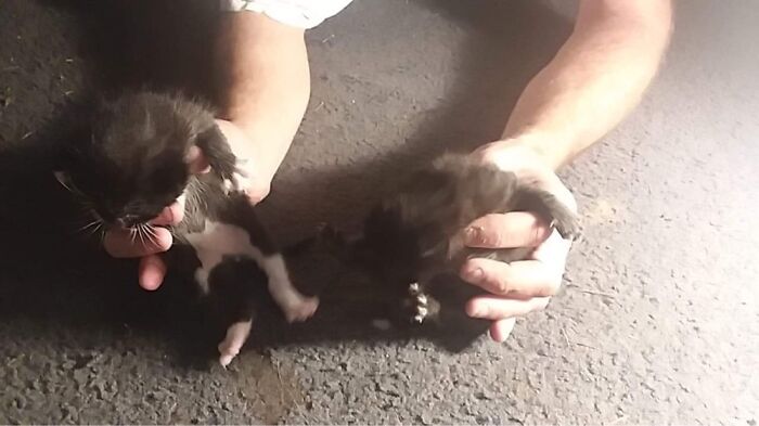 My Bottle Babies. Mom Abandon Them.