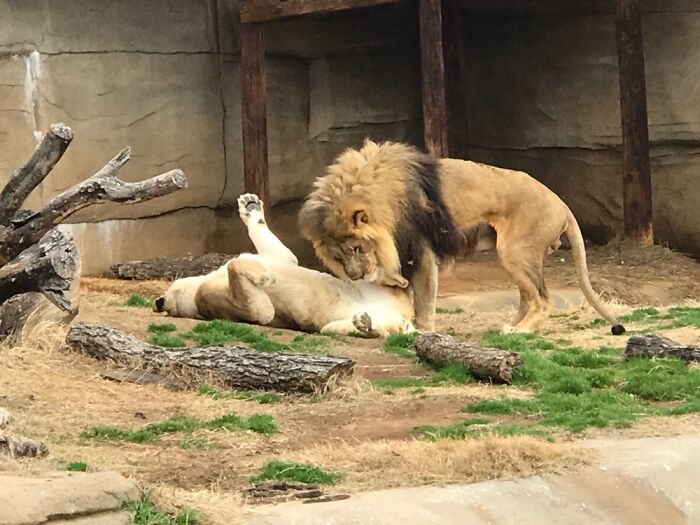 Zoo Pic. Bad Timing For A Pic?