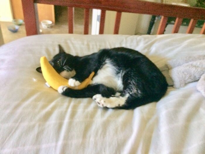 This Is Ella, Who Came To Me As A Completely Unsocialized Feral Kitten. She’s A Real Character.