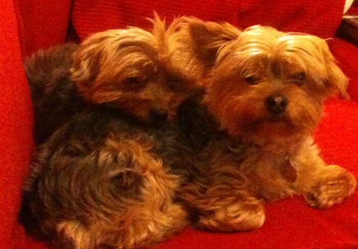 My Beautiful Oap Rescues Jenny & Jessie, I Miss Them So Much 😢