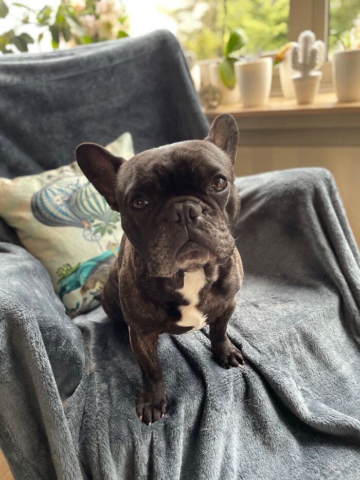 Maurice, My Shadow Since He’s Been Rescued !