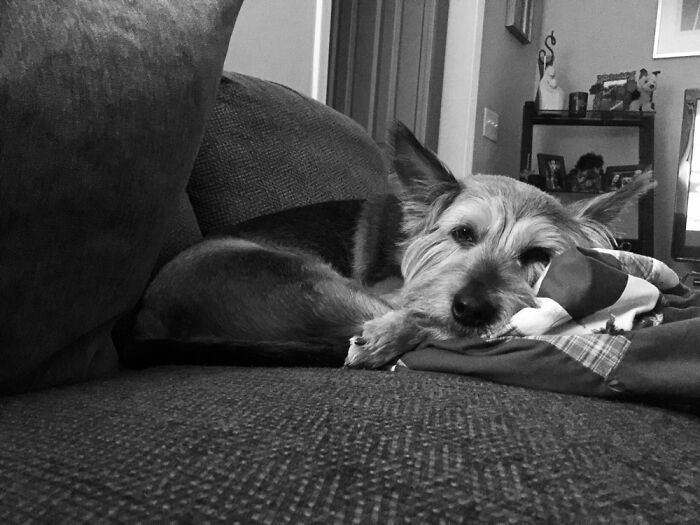 Scout- Cutest Rescue In The World