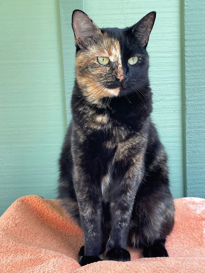 This Is Bingo. We Rescued Her Two Years Ago. She’s A Chimera. She Melts My Heart Every Day.