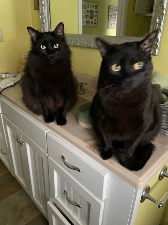 Kittie And Whittey Escort Me Everywhere! I’m Not Even Allowed To Go To The Bathroom By Myself!