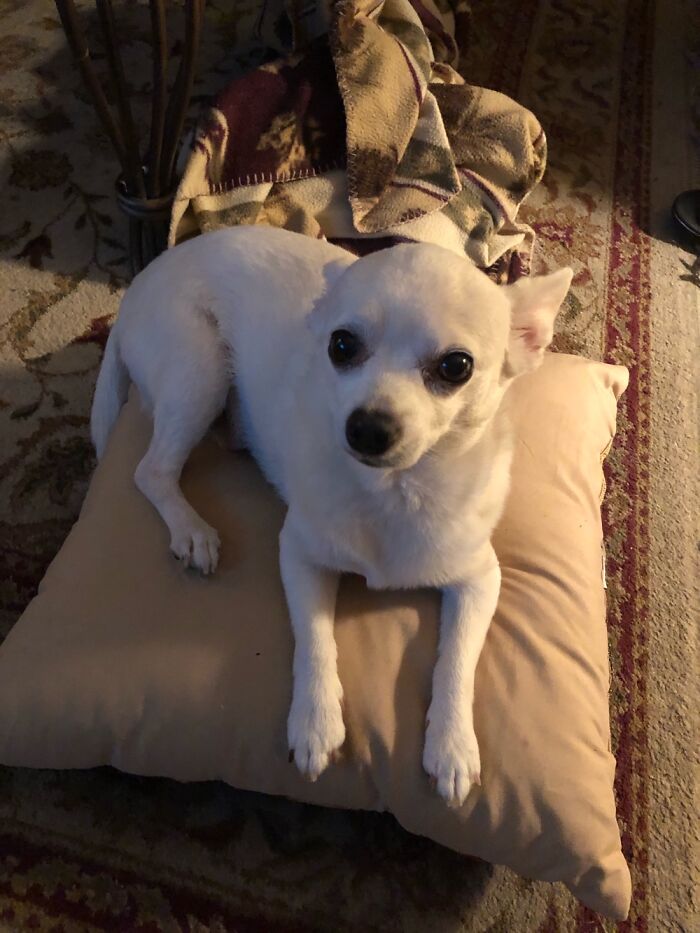 Spike. He Steals Blankets, Pillows, And Loves To Give Cuddles And Kisses.