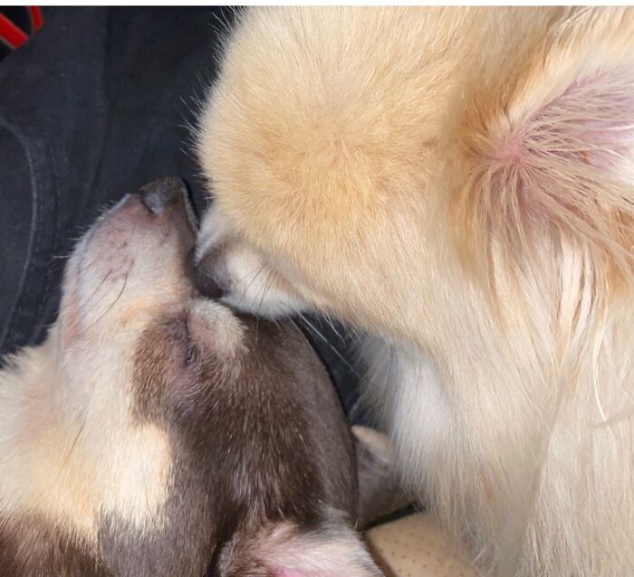 Beau And Ruprecht, My Senior And Pom