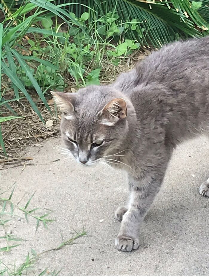 Kat-Kat Who Came Down The Road One Day And Found The End Of Her Travels.