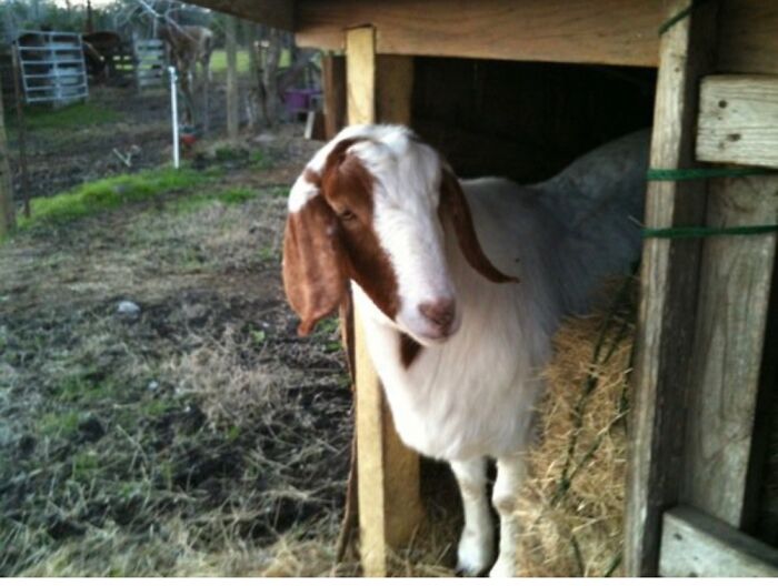 Polly One Of The Three Orphaned Goats.