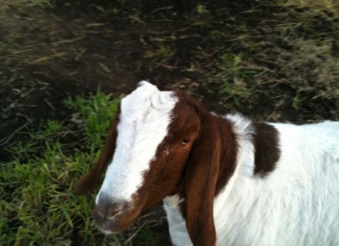 Bitsy The Puniest Of The Three Orphan Goats.